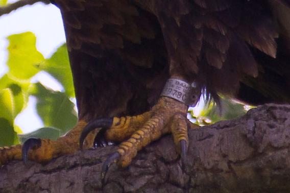 Close up of an eagle's leg band