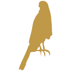 Coopers hawk icon
