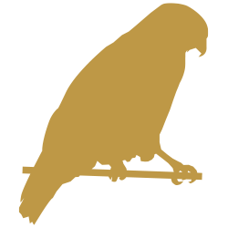 Broad winged hawk icon