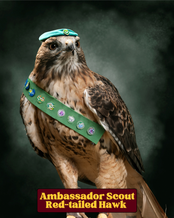 Ambassador Scout Red-tailed Hawk