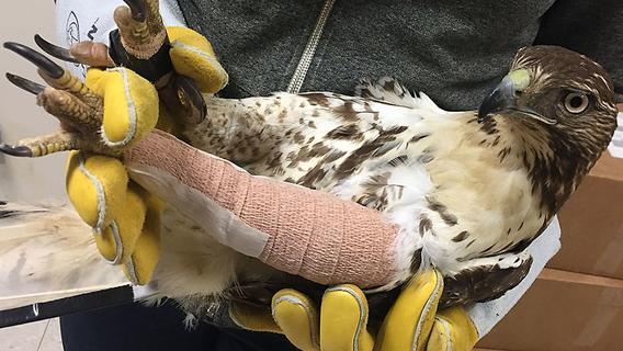A raptor with its left leg in a cast