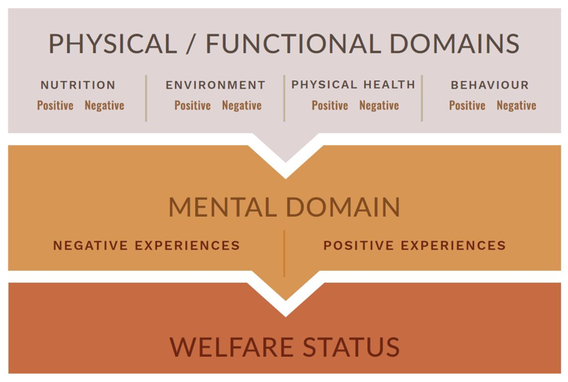 A description of the physical/functional domains, the mental domain, and overall welfare status.