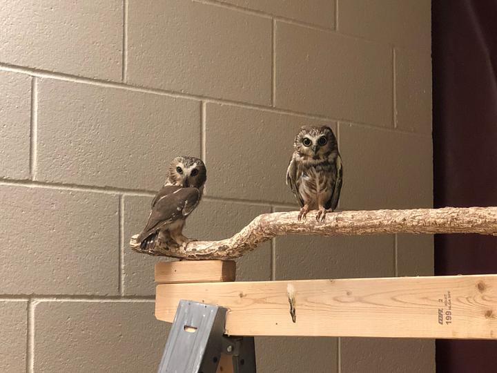 Two northern saw-whet owls on a perch