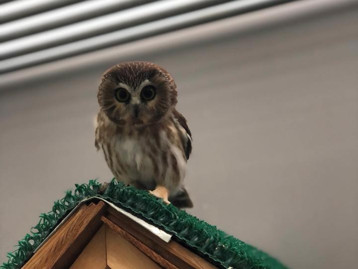 Northern saw whet owl atop a birdhouse