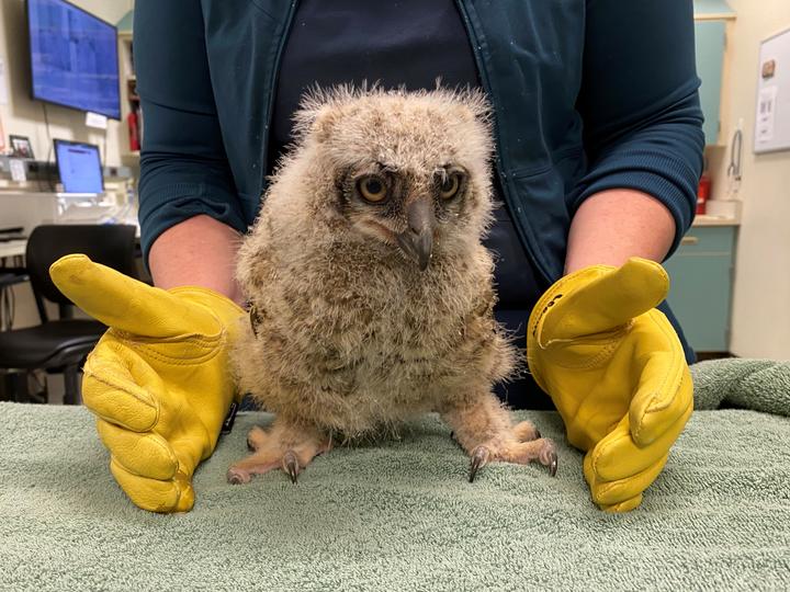4-week old great horned owl chick