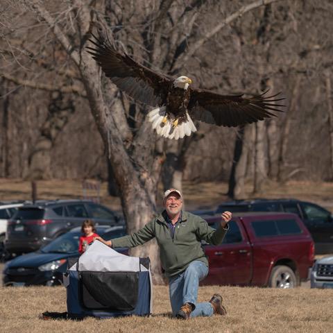 Bald eagle exiting a release crate