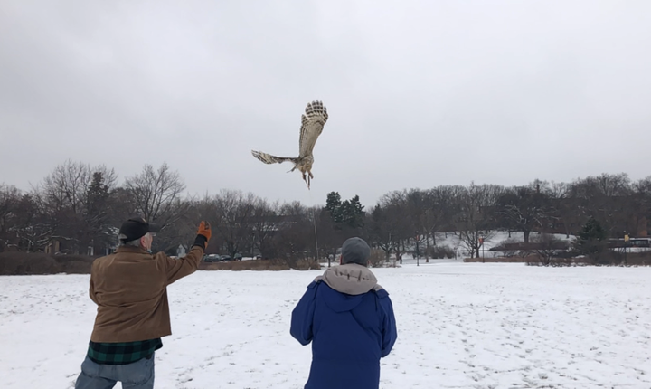 Barred owl being flown on a creance line