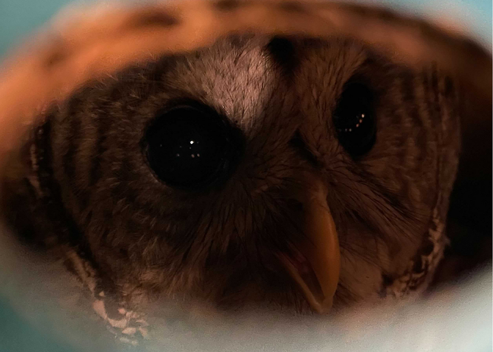 Barred owl peaking out of a box