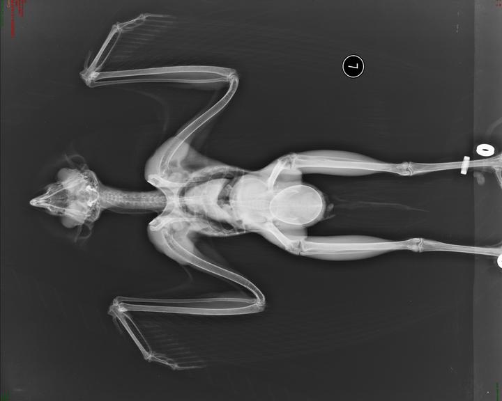 Eggs show up on radiographs, as seen in this barn owl.