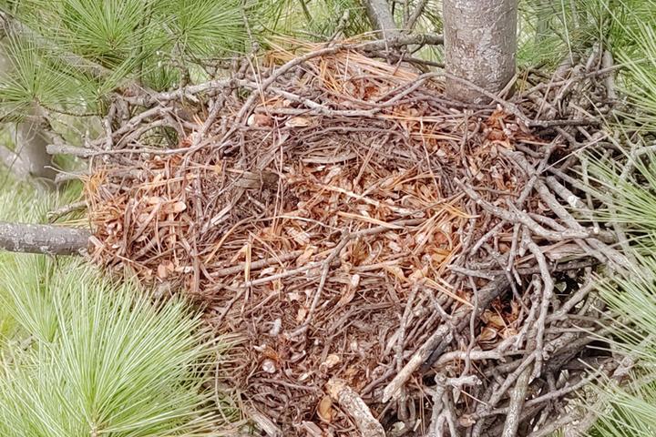 Great horned owl nest