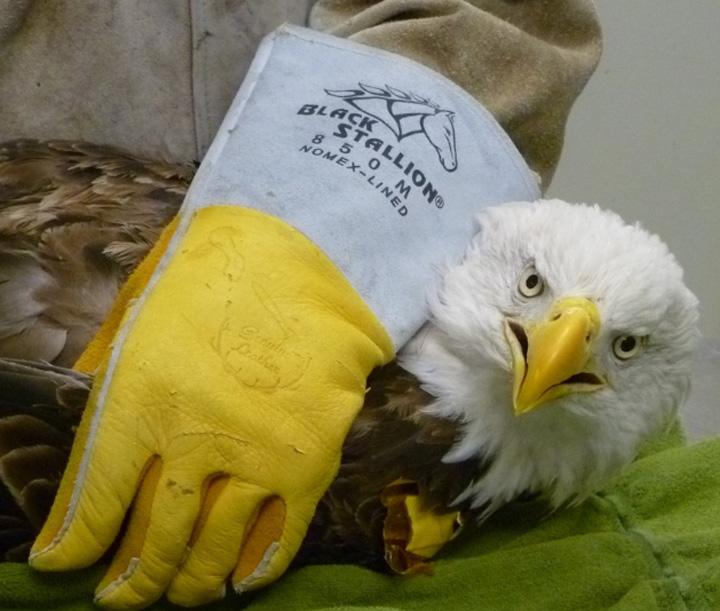 Eagle on the table with a gloved hand keeping it in place