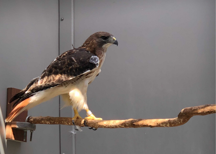 Red-tailed hawk 20-858 prior to release