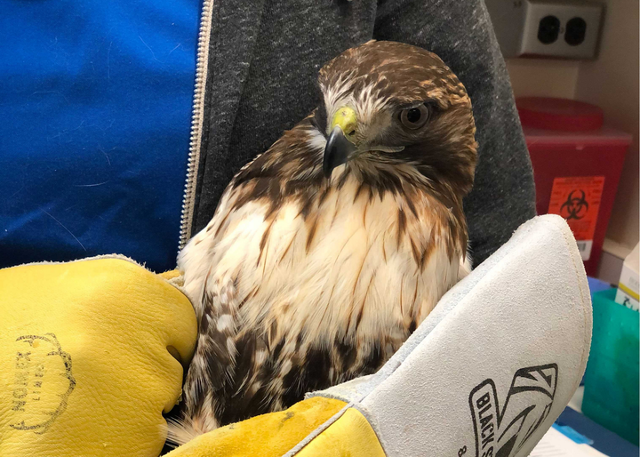 An adult red-tailed hawk being held by a veterinarian