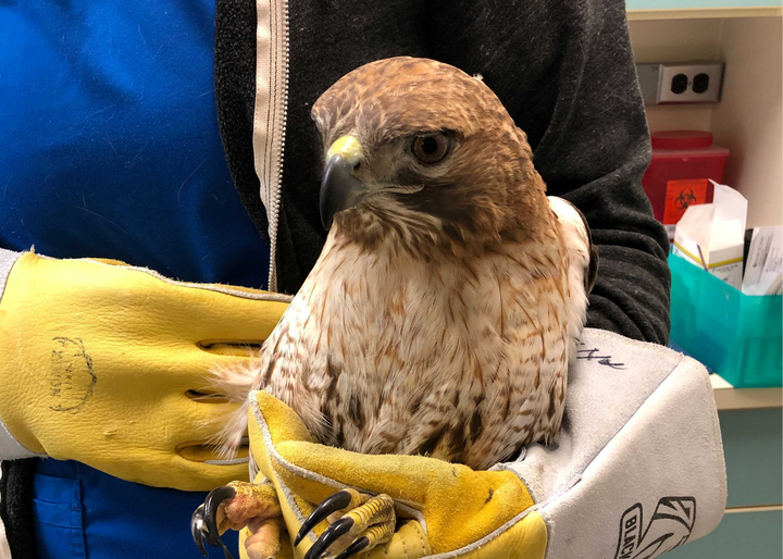 Red-tailed hawk in the arms of a veterinarian