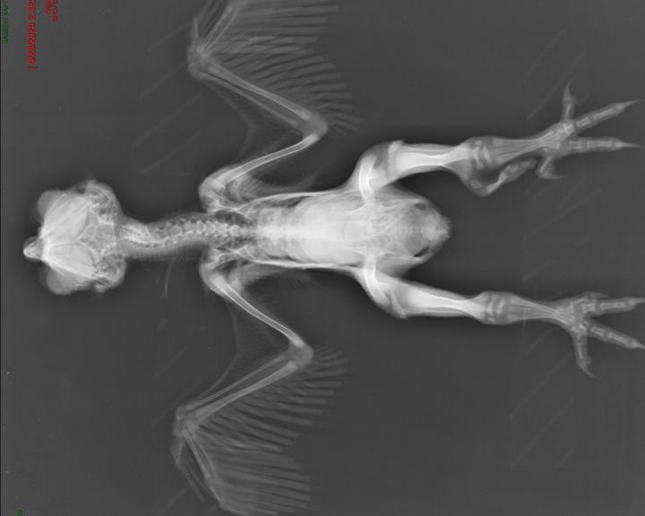 This barred owl chick had an extra toe growing from its leg as seen in this radiograph