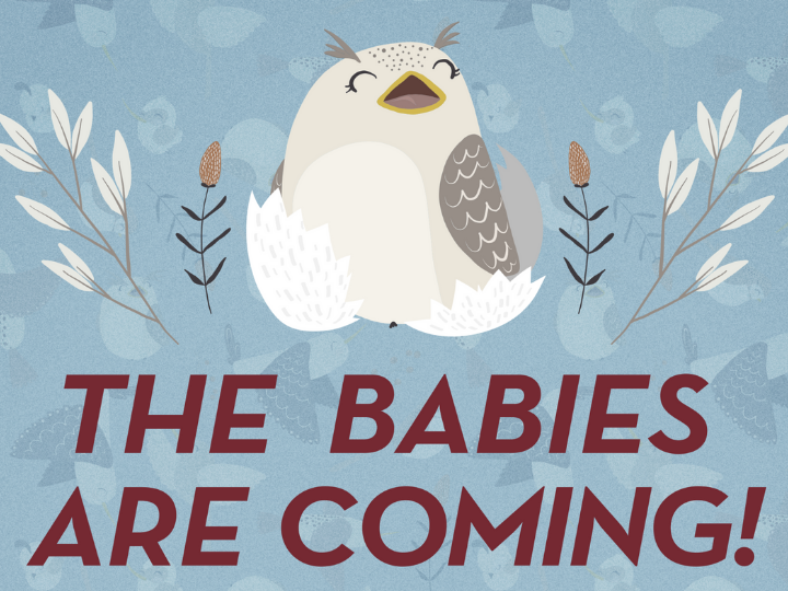 cartoon baby owl, baby shower 2022