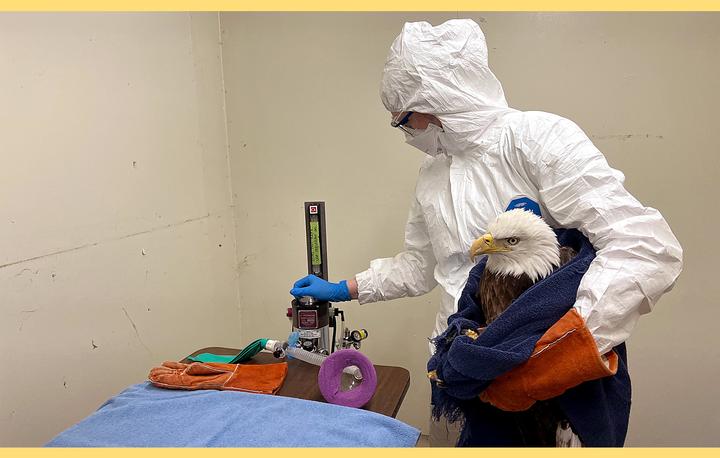 Clinician wearing tyvek suit treats a bald eagle