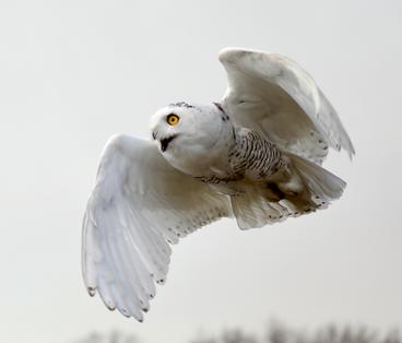 Snowy owl 20-884 in flight