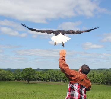 An adult bald eagle being released back to the wild