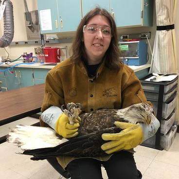 An intern from The Raptor Center holding an injured bald eagle in the clinic