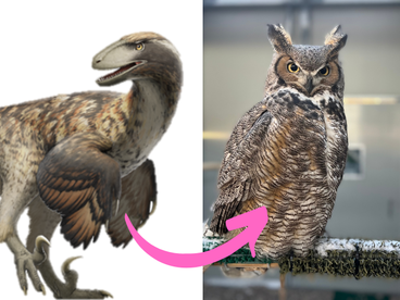 a dinosaur and a great horned owl connected by an arrow