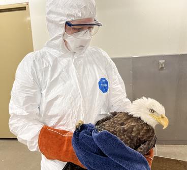 Dr. Dana in Tyvek suit holding a bald eagle
