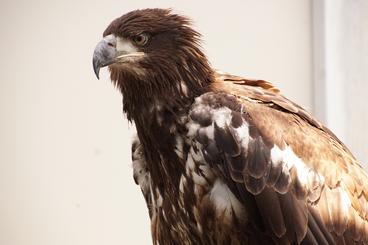 Freedom with juvenile bald eagle plumage