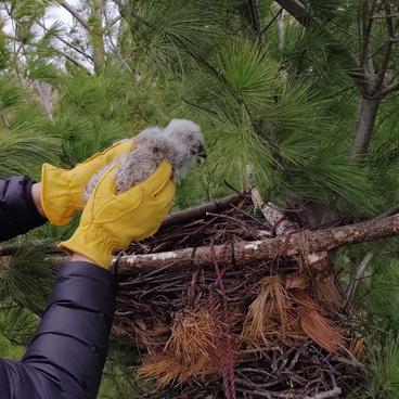 A baby raptor being renested in a man made nest