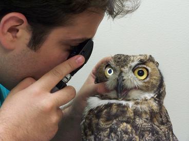 great horned owl eye exam