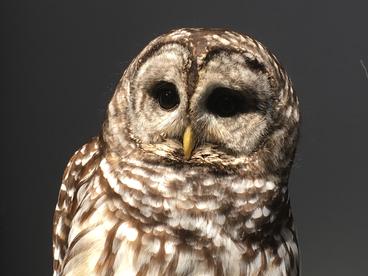 Strix the barred owl on a grey background