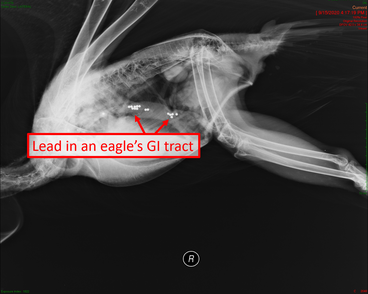 Lead in an eagle's GI tract