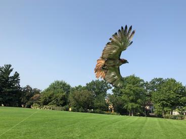 Red-tailed hawk flying during an exercise session