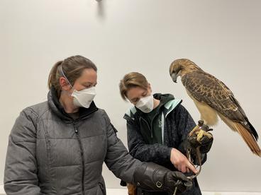 Raptor Center naturalist Kelsey Griffin (right) working with ambassador Rowan the red-tailed hawk