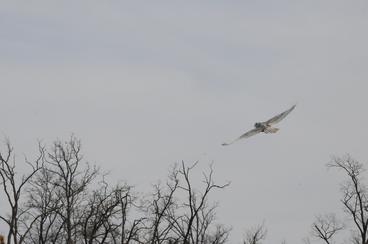 Snowy owl 21-026 in flight
