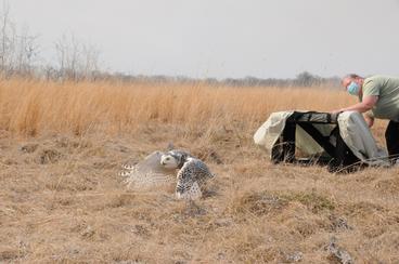 The release of snowy owl 21-026