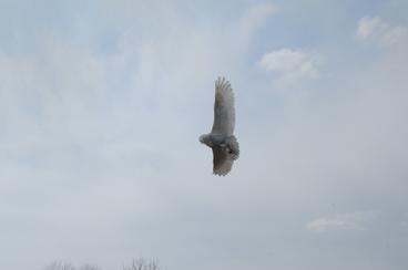 Snowy owl 20-930 in flight
