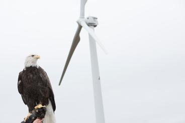 Raptor Center bald eagle ambassador with wind turbine in background