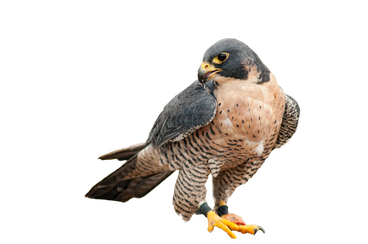 A grey and brown peregrine falcon