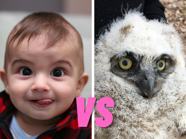 human baby and a great horned owl baby side by side