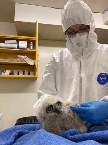 Dr. Annette Ahlmann examines a newly admitted great horned owlet