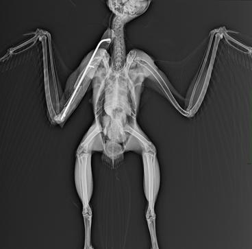 Radiograph of a barred owl with fixature for wing fracture