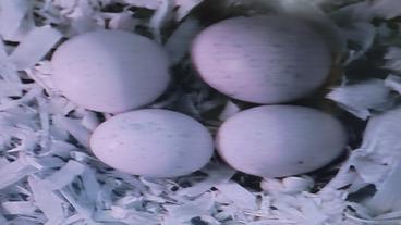 Four American kestrel eggs