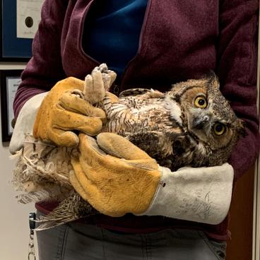 Owl in rehabilitator's arms