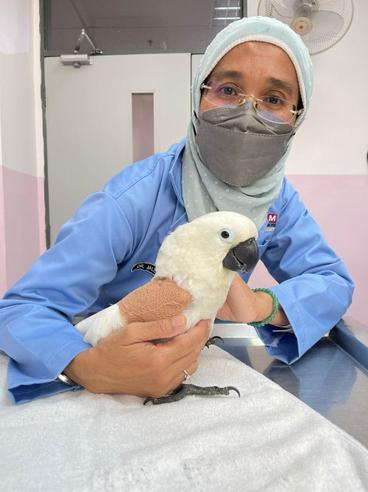 A woman wearing a mask sits with a white bird on an exam table