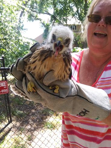 A young broad-winged hawk is transported back to its nest site by a TRC volunteer