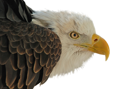 Close up side profile of a bald eagle