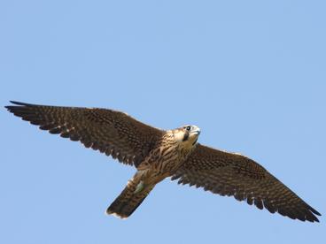 A male peregrine flying