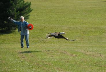 Marcia Wolkerstorfer releasing a bald eagle