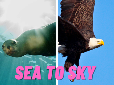 A sealion and a bald eagle side by side