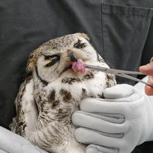 This great horned owl is being hand fed to ensure it is getting the right amount of food for recovery